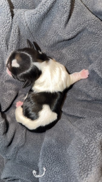 Baby boy 3